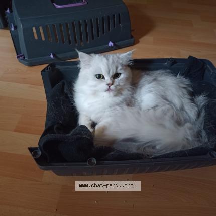 Photo 1/1 Chat retrouvé Trouvé à Savignac De Miremont