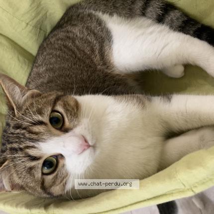 Photo 1/5 Timi Chat perdu à Taverny