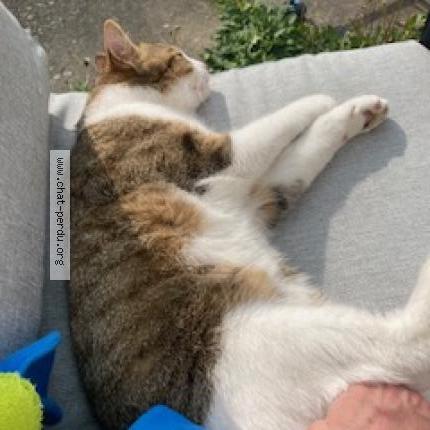 Photo 2/5 Timi Chat perdu à Taverny