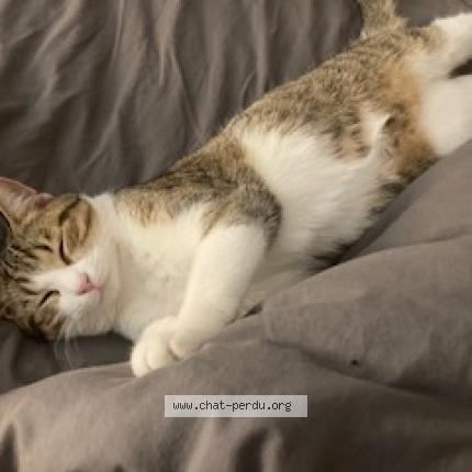 Photo 3/5 Timi Chat perdu à Taverny