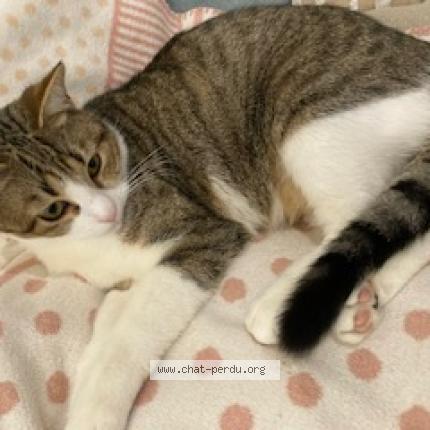 Photo 4/5 Timi Chat perdu à Taverny