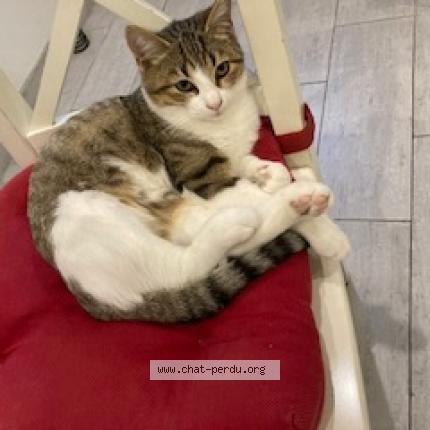 Photo 5/5 Timi Chat perdu à Taverny