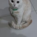 Photo de chat perdu à Bharia Town