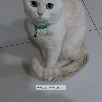 Photo 1/1 Oreo Chat perdu à Bharia town