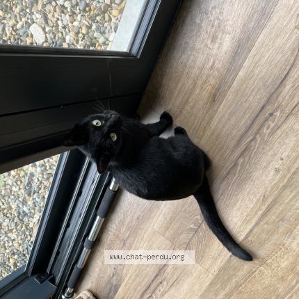 Photo de chat perdu à Grenoble