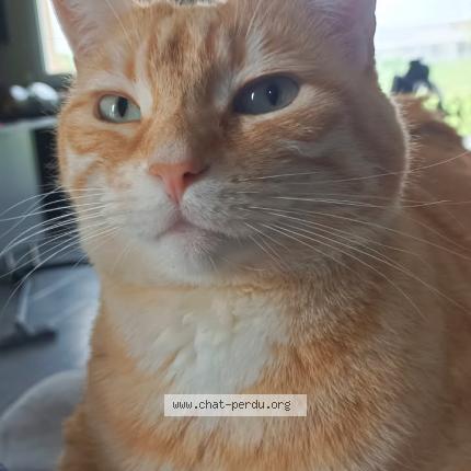 Photo 1/1 Caramel Chat perdu à Azay sur cher