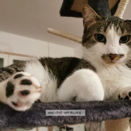 Photo 1/1 Pearl Chat perdu à Chaillevette