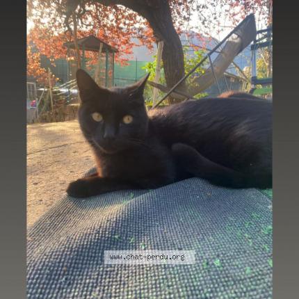 Photo 1/1 Winny Chat perdu à Marseille