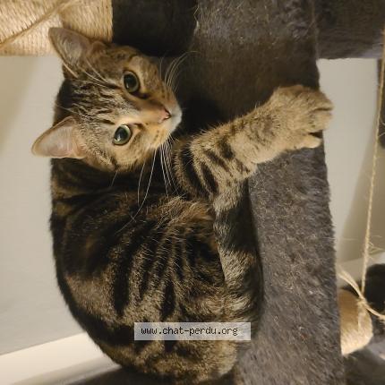 Photo 1/1 Chat retrouvé Perdu à Angers