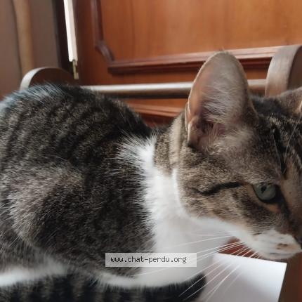 Photo de chat perdu à Dompierre Sur Mer