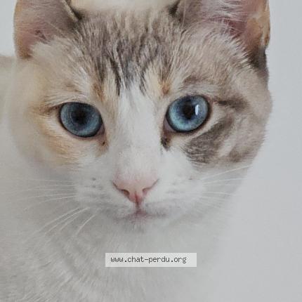 Photo 1/1 Chanel Chat perdu à Fleac