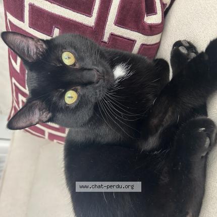 Photo de chat perdu à Soissons