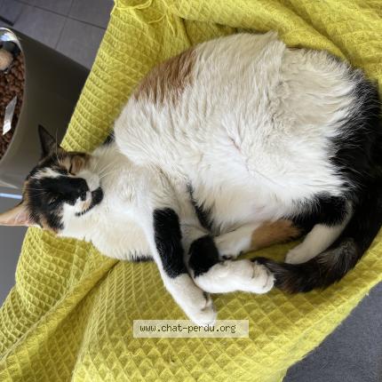 Photo 1/1 Wendy Chat perdu à Echalas