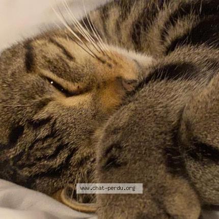 Photo de chat perdu à Reux