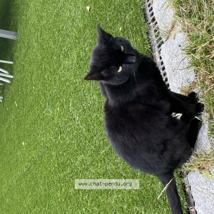 Photo de chat trouvé à Le Perreux Sur Marne