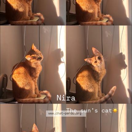 Photo 1/1 Chat retrouvé Perdu à Montpellier