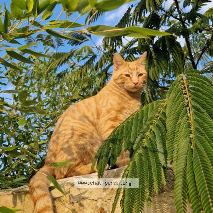 Photo de chat perdu à Rots