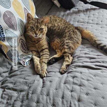 Photo de chat perdu à Les Auxons