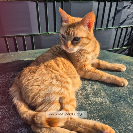 Photo de chat perdu à Plabennec