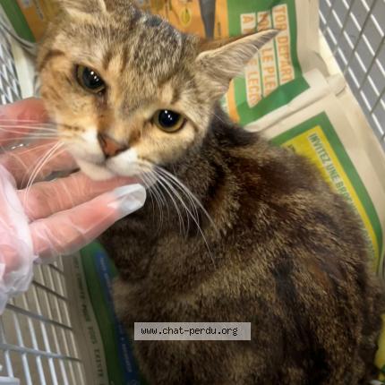 Photo 1/1 Chat trouvé Trouvé à Erquinghem lys