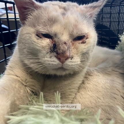 Photo 1/1 Chat trouvé Trouvé à Tourcoing
