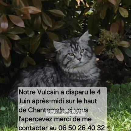 Photo 1/1 Chat retrouvé Perdu à Collonges Au Mont D Or