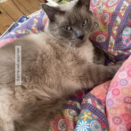 Photo 1/1 Tito Chat perdu à Roubaix