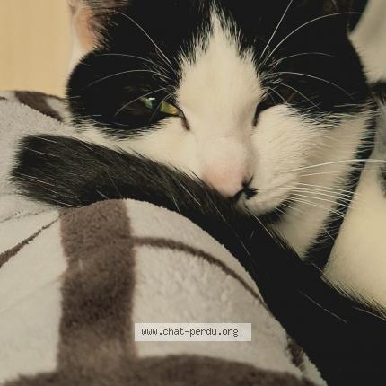Photo de chat perdu à Exideuil