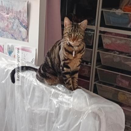 Photo de chat perdu à Bouguenais