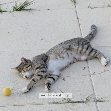 Photo 1/1 ANGIE Chat perdu à Roquebrune