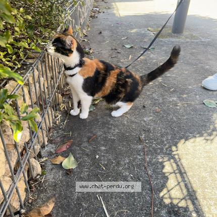 Photo de chat perdu à Saint Papoul