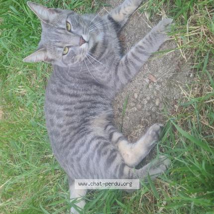 Photo 1/1 Chat retrouvé Perdu à Malzeville