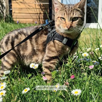 Photo de chat perdu à Poitiers