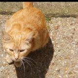Photo de chat trouvé à Argenteuil
