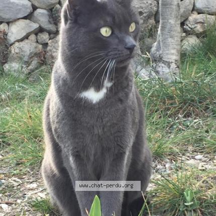 Photo 1/1 Niro Chat perdu à Peypin