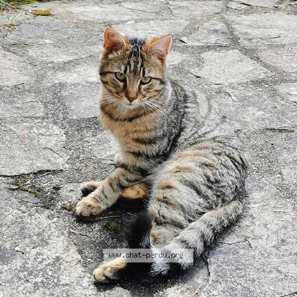 Photo 1/3 Inconnu Chat perdu à Limoges