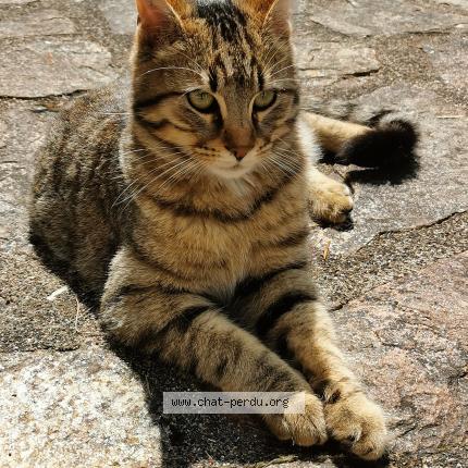 Photo 2/3 Inconnu Chat perdu à Limoges