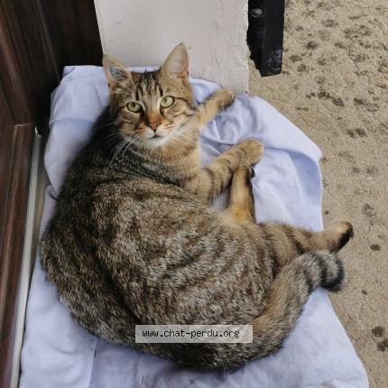 Photo 3/3 Inconnu Chat perdu à Limoges