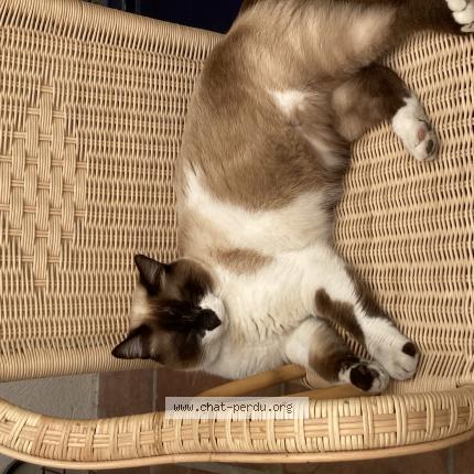 Photo 1/1 Puck Chat perdu à Marseille