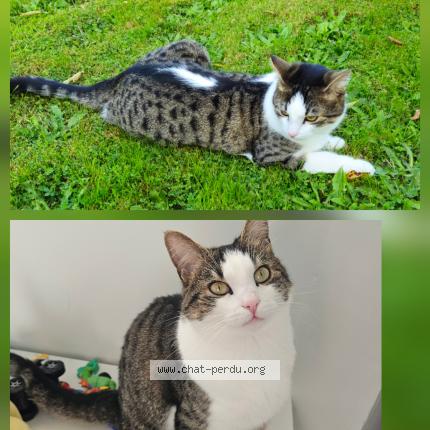 Photo 1/1 Carlito Chat perdu à Trouville la haule