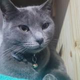 Photo de chat perdu à Jose C Paz