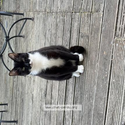 Photo 1/1 Chat retrouvé Perdu à Muret