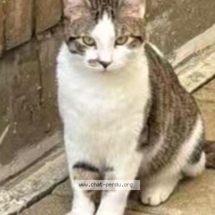 Photo 1/1 Chat retrouvé Perdu à Courbevoie