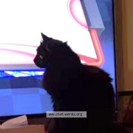 Photo 1/1 MINUIT Chat perdu à La fare les oliviers