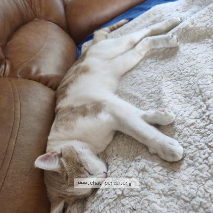 Photo de chat perdu à Chateauneuf En Thymerais