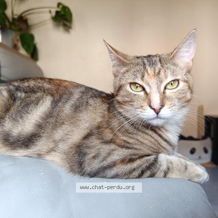 Photo de chat perdu à Verlin