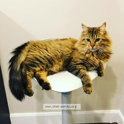 Photo 1/1 Simba Chat perdu à Laval