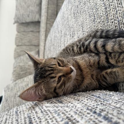 Photo 1/1 Titi Chat perdu à Carrieres sur seine