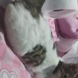 Photo de chat perdu à Huanuco Tiene Un Pelaje Corto