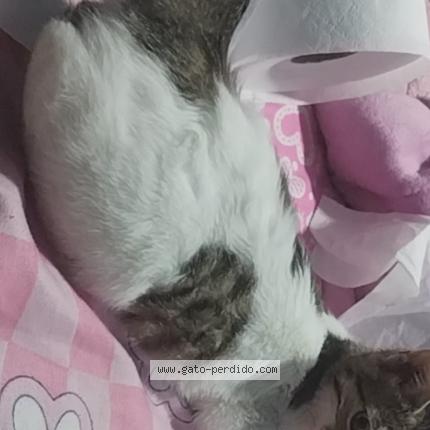 Photo 1/1 Yoryina Chat perdu à Huanuco tiene un pelaje corto